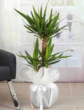 2li Yucca