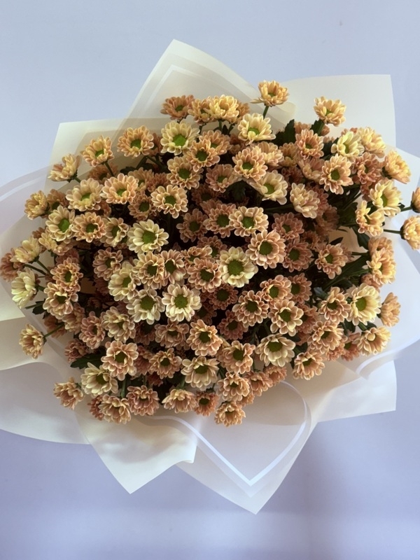 Apricot Kasımpatı Buketi