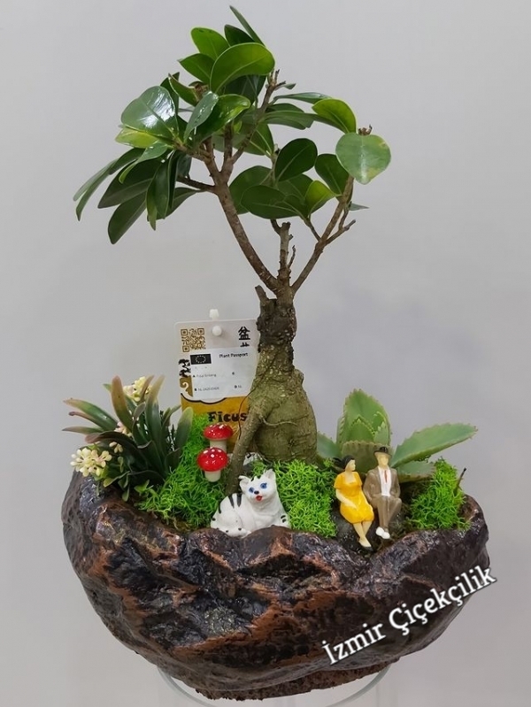 Bonsai Saksı Çiçeği