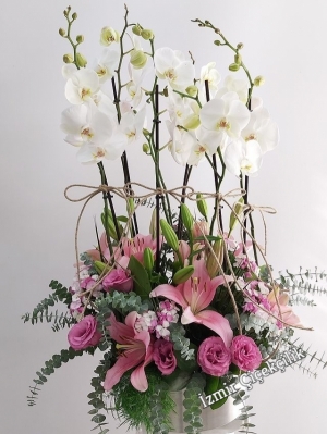 6 Dal Beyaz Orkide Lilyum